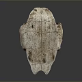 Turtle shell Han turtle shell turtle cartoon turtle snapping turtle hawksbill reptile cold-blooded animal 3d model