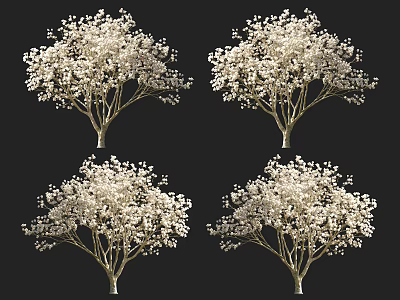 Arbor Tree With White Flowers Displayed In Multiple Views On Black Background 3d model