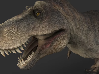 Tyrannosaurus Rex Reptile Head Closeup Open Mouth Sharp Teeth Yellow Eyes Rough Skin Texture 3d model