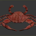 Red Crab With Large Claws And Shiny Exoskeleton On Gray Background 3d model