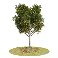 Tree With Abundant Orange Fruits And Green Leaves On Grassy Circle