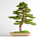 Decorative Bonsai Plant With Green Foliage Brown Trunk In Rectangular Pot And Moss