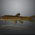 Brown Spotted Fish With Yellow Fins And Slender Body On Gray Background