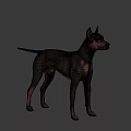 Realistic Black and Tan Doberman Dog Standing Isolated on Black Background