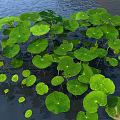 Large Green Lotus Leaves Floating On Calm Water Surface With Droplets