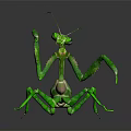 Green Praying Mantis Flying Insect with Raised Forelegs on Dark Reflective Surface