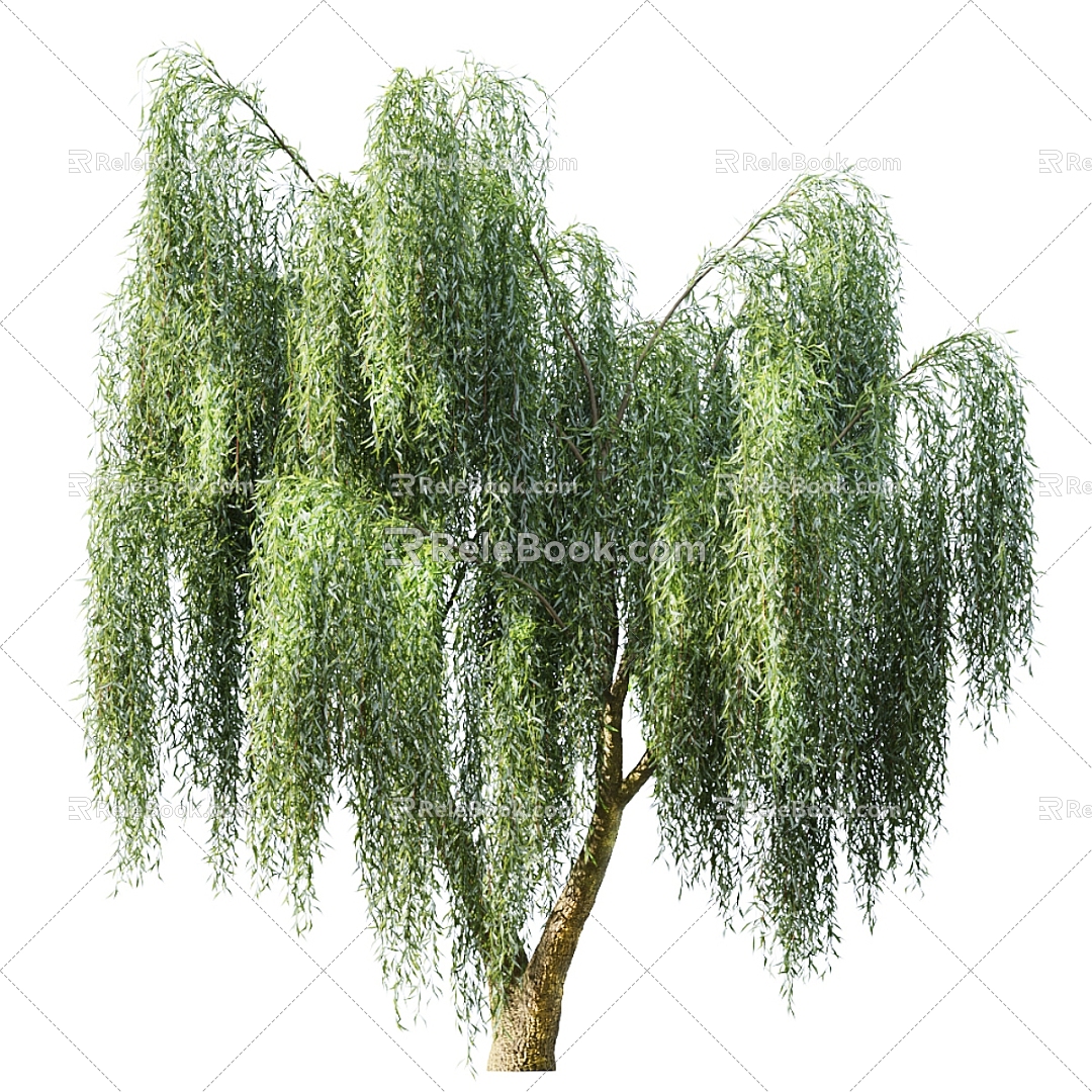 Willow Willow Tree Big Tree Branch Leaves Trunk Leaves Forest Willow Outdoor 3d model