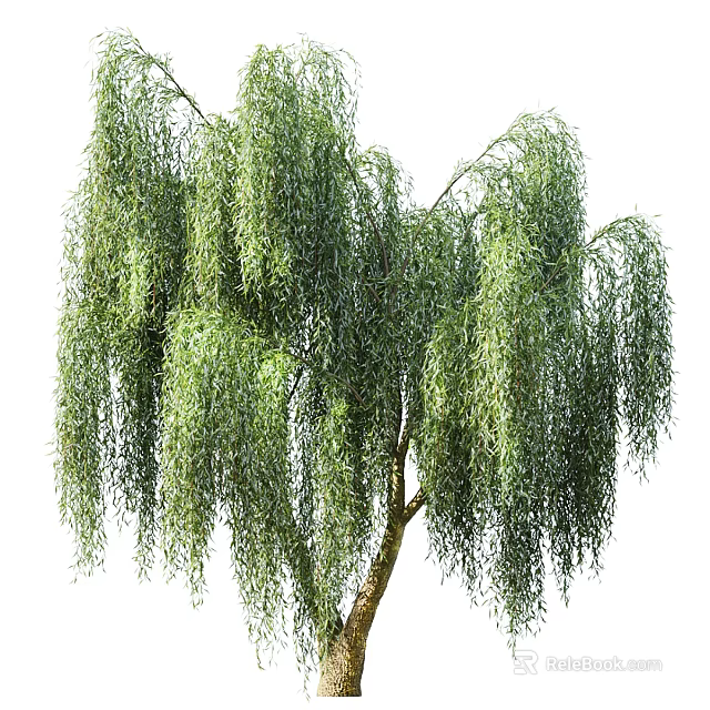 Lush Weeping Tree With Drooping Green Branches And Slender Trunk In Garden Landscape 3d model 