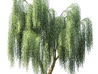 Lush Weeping Tree With Drooping Green Branches And Slender Trunk In Garden Landscape 3d model