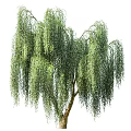 Lush Weeping Tree With Drooping Green Branches And Slender Trunk In Garden Landscape
