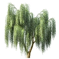 Willow Willow Tree Big Tree Branch Leaves Trunk Leaves Forest Willow Outdoor 3d model