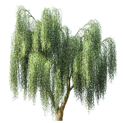 Lush Weeping Tree With Drooping Green Branches And Slender Trunk In Garden Landscape 3d model