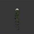 White Chrysanthemum Plant With Green Stem And Leaves On Gray Background