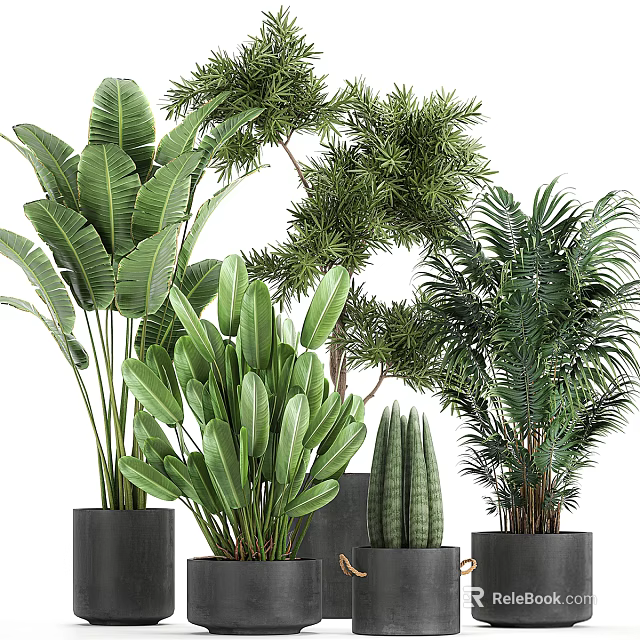 Various Green Leafy Potted Plants In Decorative Black Pots For Indoor Decoration 3d model 