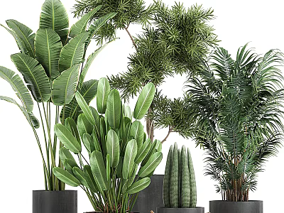 Various Green Leafy Potted Plants In Decorative Black Pots For Indoor Decoration 3d model