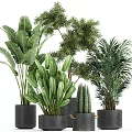Various Green Leafy Potted Plants In Decorative Black Pots For Indoor Decoration