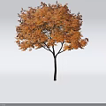 Autumn Tree With Orange Red Leaves And Slender Trunk Isolated On White Background