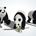 Three Adorable Giant Pandas with One Eating Bamboo and Others Standing