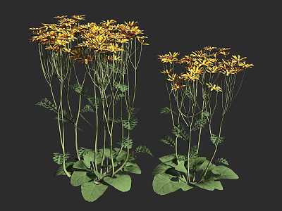 Two Clusters of Vibrant Yellow Flowers with Green Stems and Leaves on Dark Background 3d model