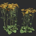 Two Clusters of Vibrant Yellow Flowers with Green Stems and Leaves on Dark Background