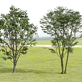 Two Tall Green Trees Growing In Lush Grass Field With Distant View