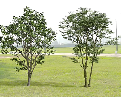 Two Tall Green Trees Growing In Lush Grass Field With Distant View 3d model
