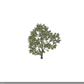 Tall Arbor Tree With Dense Green Foliage And Thick Trunk Featuring Human Figure For Scale