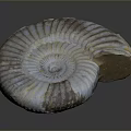 Intricate Spiral Fossil Sculpture With Natural Textured Patterns And Detailed Carving