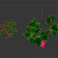 Small And Tall Plants With Pink Flowers Green Leaves And Visible Roots