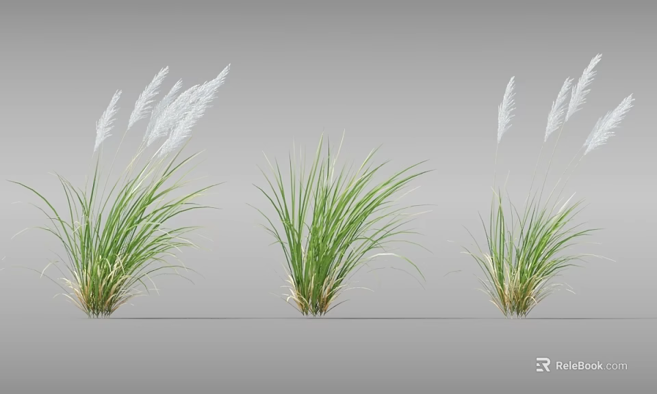 Beautiful Green Ornamental Grasses With White Feathery Plumes For Outdoor Garden Decoration 3d model 