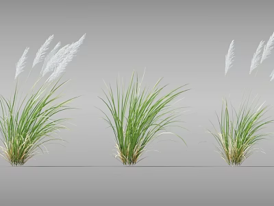 Beautiful Green Ornamental Grasses With White Feathery Plumes For Outdoor Garden Decoration 3d model