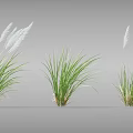 Beautiful Green Ornamental Grasses With White Feathery Plumes For Outdoor Garden Decoration
