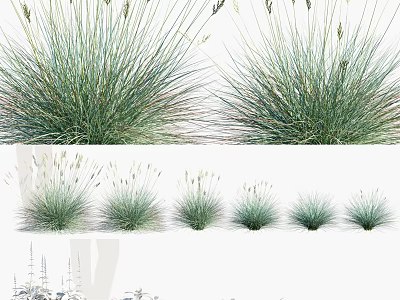 Various Decorative Clump Forming Green Grasses With Different Heights And Shapes 3d model