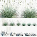Various Decorative Clump Forming Green Grasses With Different Heights And Shapes