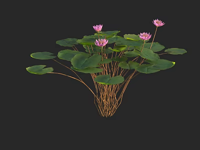 Pink Water Lilies with Green Lily Pads and Brown Stems in Bloom 3d model