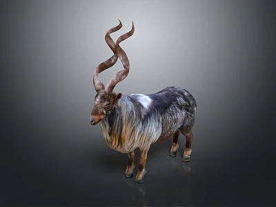 Wild Goat With Large Curved Horns And Long Shaggy Black White Fur 3d model