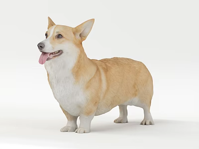 Modern Dog Corgi 3d model Modern Dog Corgi 3d model