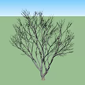 Two Leafless Arbor Trees With Bare Branches In Different Sizes Isolated On White