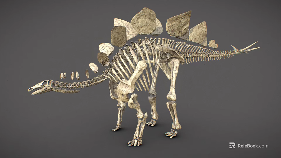 Realistic Reptile Skeleton Model Featuring Back Plates And Limb Bones 3d model 