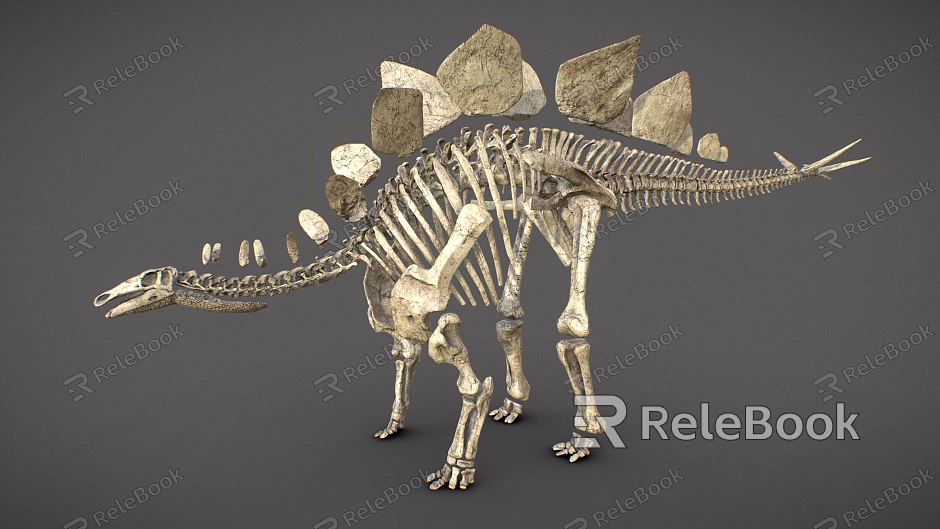 dinosaur fossil dinosaur fossil animal bone bone bone model