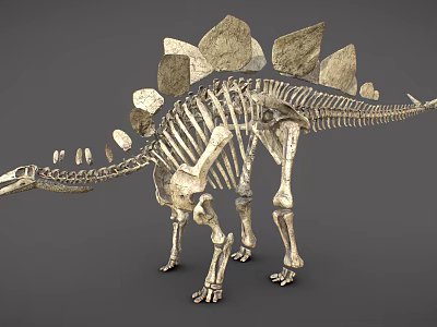 Realistic Reptile Skeleton Model Featuring Back Plates And Limb Bones 3d model