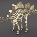 dinosaur fossil dinosaur fossil animal bone 3d model