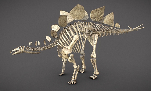 dinosaur fossil dinosaur fossil animal bone 3d model