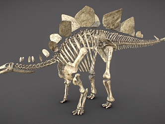 dinosaur fossil dinosaur fossil animal bone 3d model