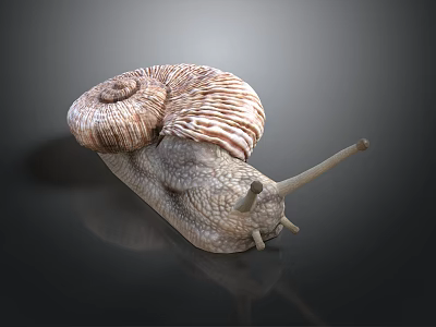 Snail Shell Antennae Organs And Hair Like Striped Spiral Texture 3d model
