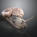 Snail Shell Antennae Organs And Hair Like Striped Spiral Texture