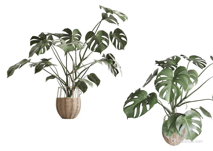Indoor Potted Monstera Plants With Large Leaves In Wicker Baskets 3d model 