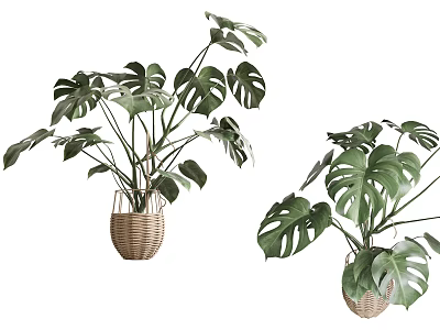 Indoor Potted Monstera Plants With Large Leaves In Wicker Baskets 3d model