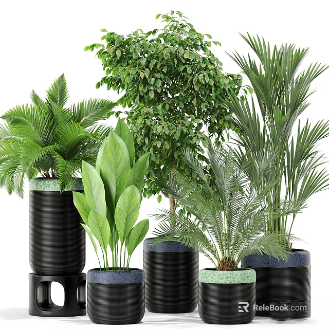 Various Green Leafy Potted Plants In Black Ceramic Pots For Indoor Decoration 3d model 
