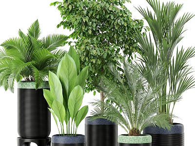 Bonsai Plant Garden Greening Green Leaves 3d model
